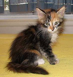 cat image
